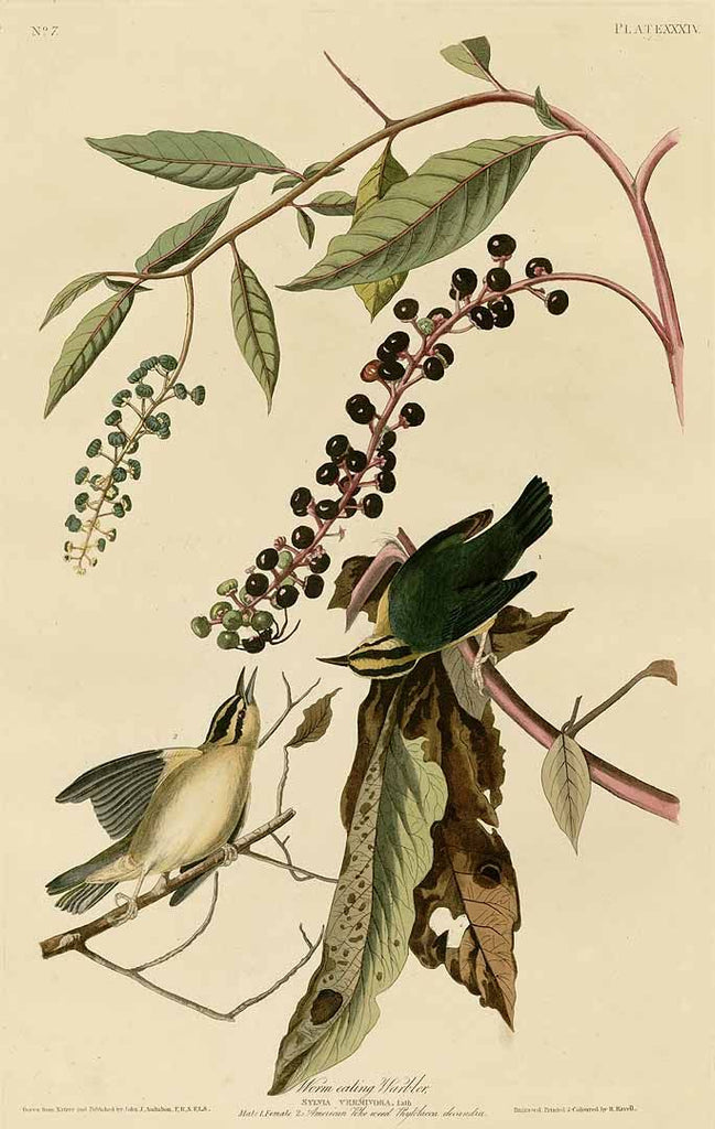 A catalog of Native North American Plants: Phytolacca americana