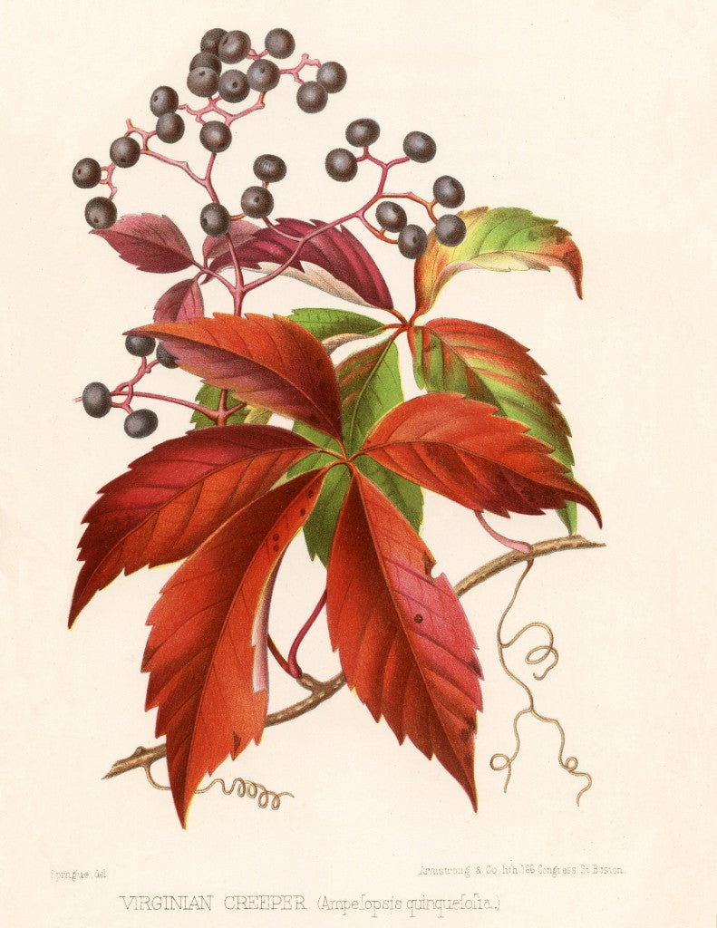 A catalog of Native North American Plants: Parthenocissus quinquefolia