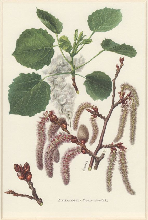 A catalog of Native North American Plants: Populus deltoids