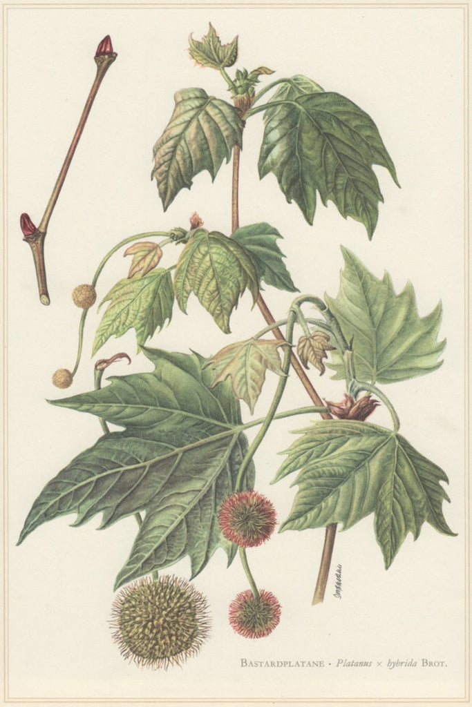 A catalog of Native North American Plants: Platanus occidentalis
