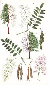 A catalog of Native North American Plants: Robinia pseudoacacia