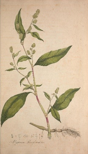 A catalog of Native North American Plants: Polygonum pensylvanicum