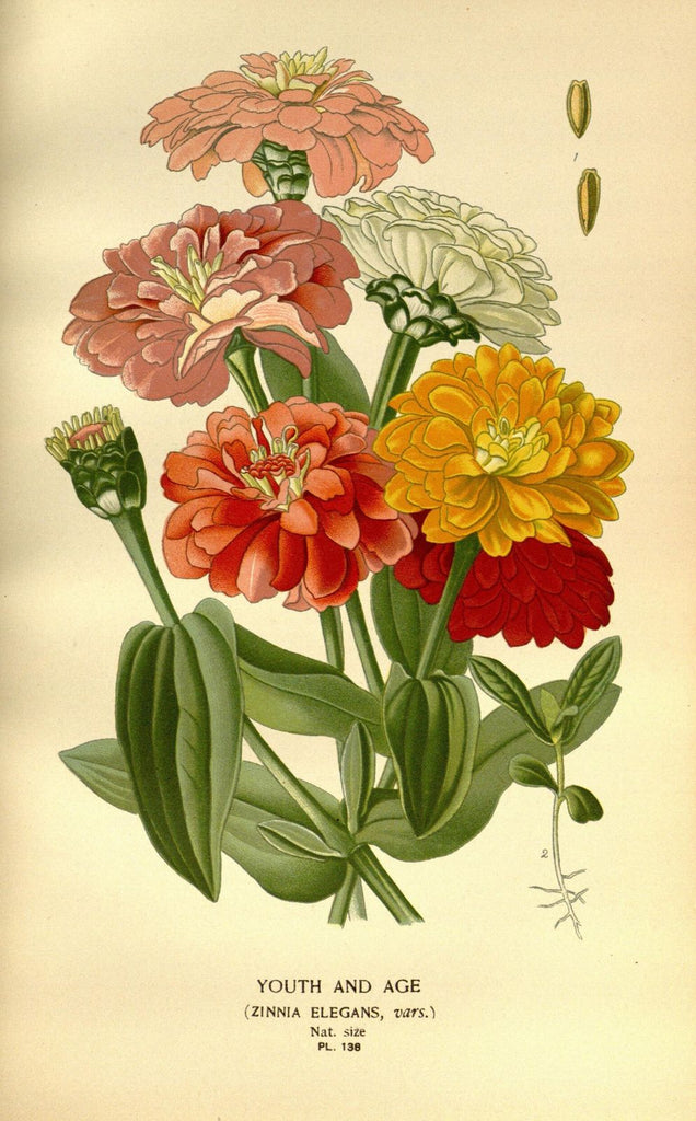 A catalog of Native North American Plants: Zinnia Elegans