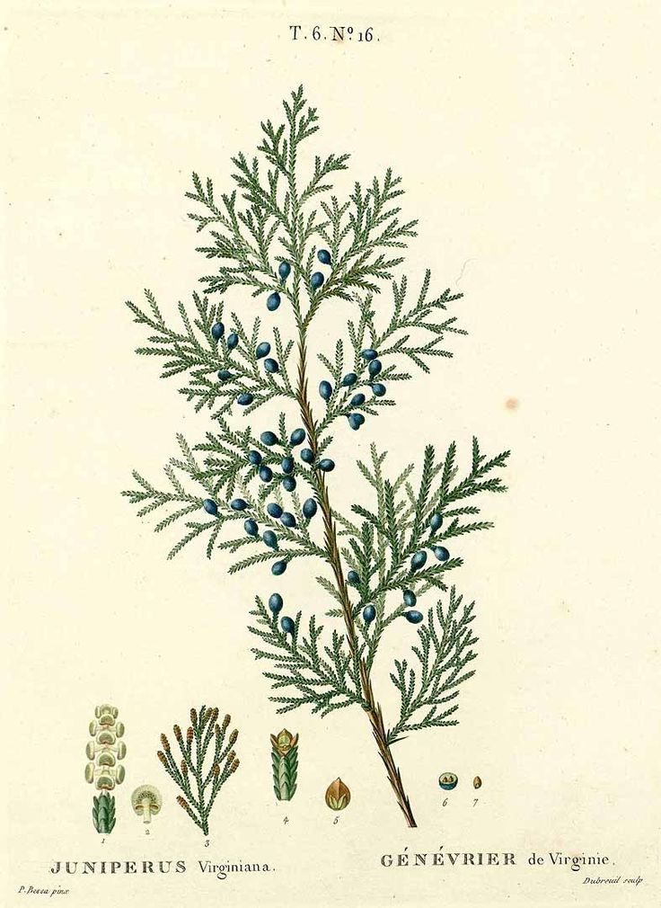 A catalog of Native North American Plants: Juniperus virginiana