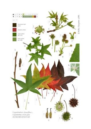 A catalog of Native North American Plants : Liquidambar styraciflua