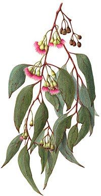 A catalog of Native North American Plants: Eucalyptus sideroxlylon