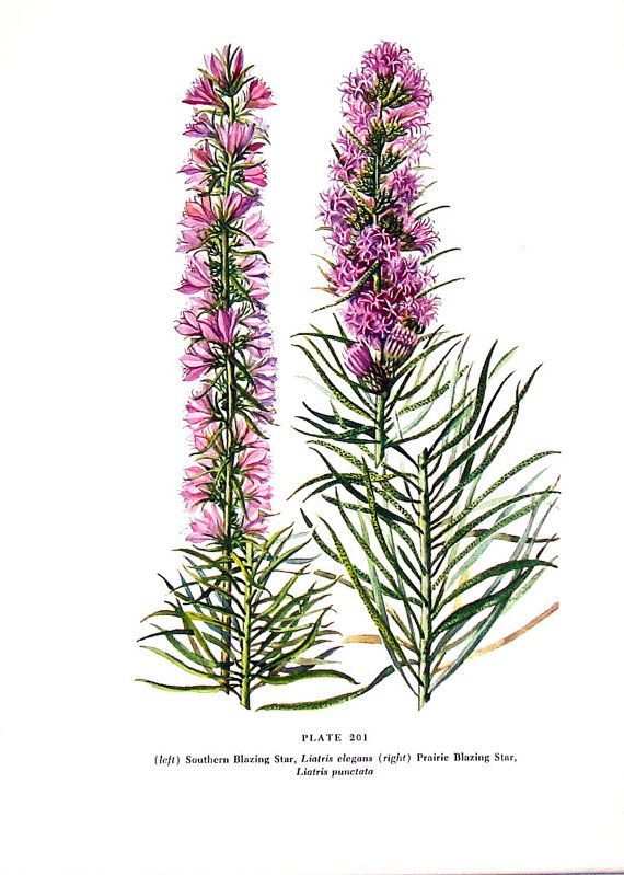 A catalog of Native North American Plants :Liatris punctata