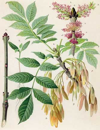 A catalog of Native North American Plants: Fraxinus americana