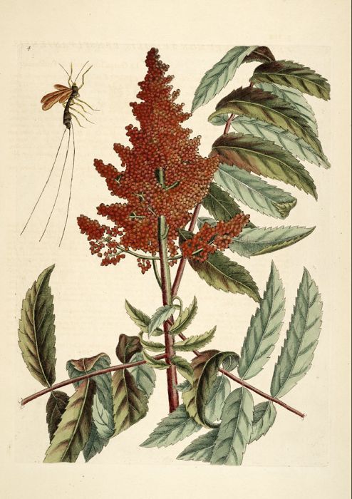 A catalog of Native North American Plants: Rhus copallinum