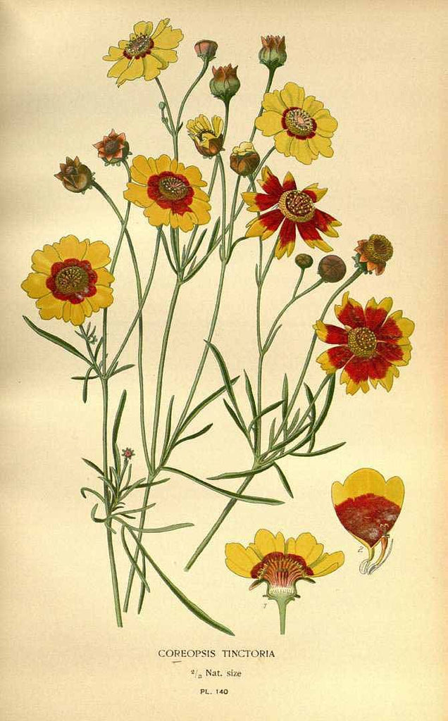 A catalog of Native North American Plants: Coreopsis Tinctoria