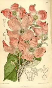 A catalog of Native North American Dye Plants : Cornus florida