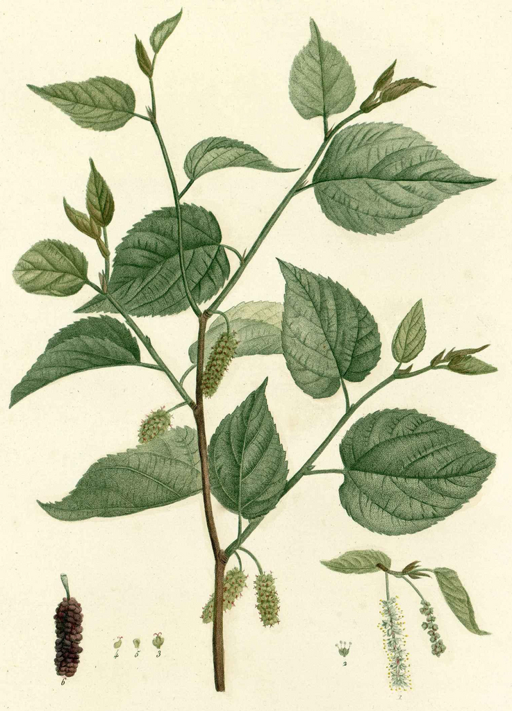 A catalog of Native North American Plants: Morus rubra