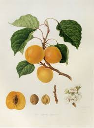 A catalog of Native North American Plants: Apricot