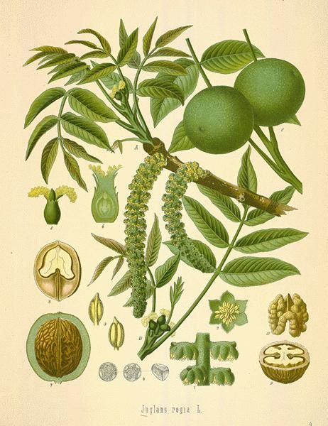 A catalog of Native North American Plants: Juglan nigra