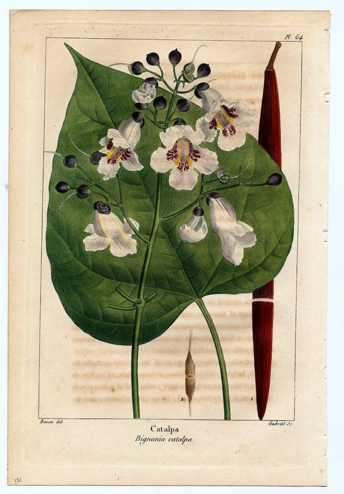 A catalog of Native North American Plants : Catalpa speciosa