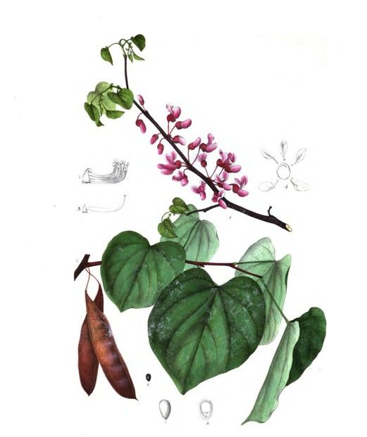 A catalog of Native North American Plants : Cercis canadensis