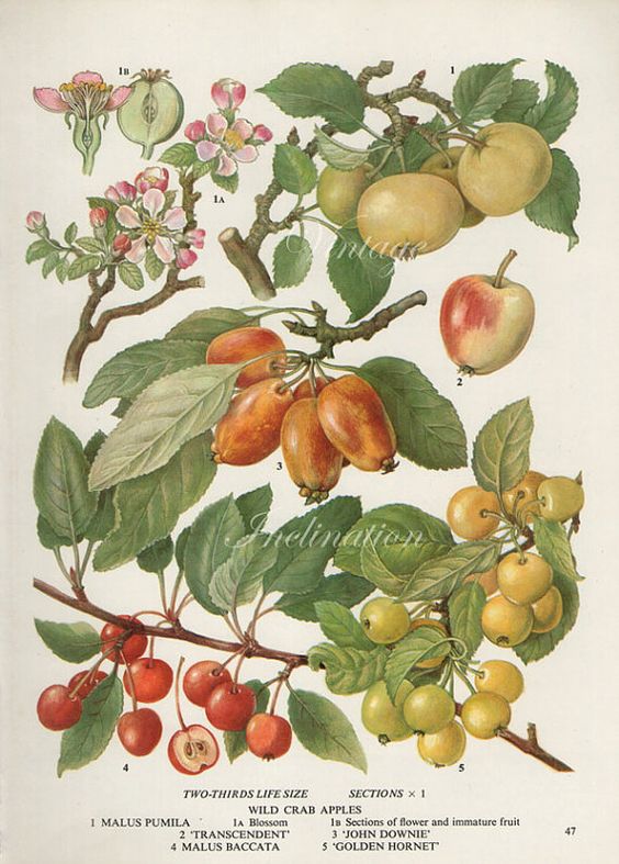 A catalog of Native North American Plants:  Apple