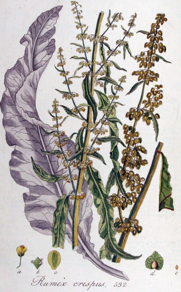 A catalog of Native North American Plants: Rumex latissimus