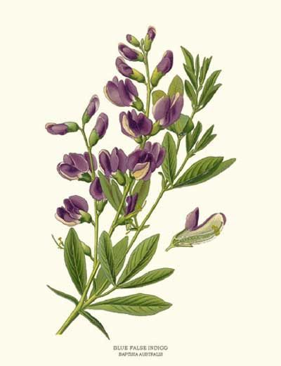 A catalog of Native North American Plants : Baptisia austalis