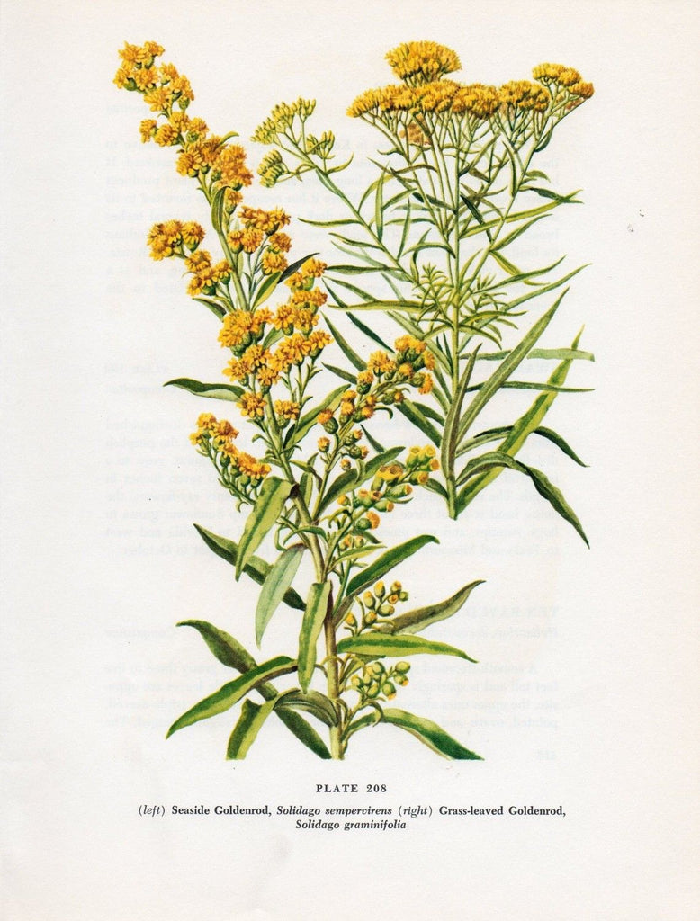 A catalog of Native North American Plants: Solidago missouriensis