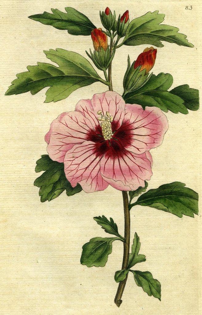 A catalog of Native North American Plants: Hibiscus laevis