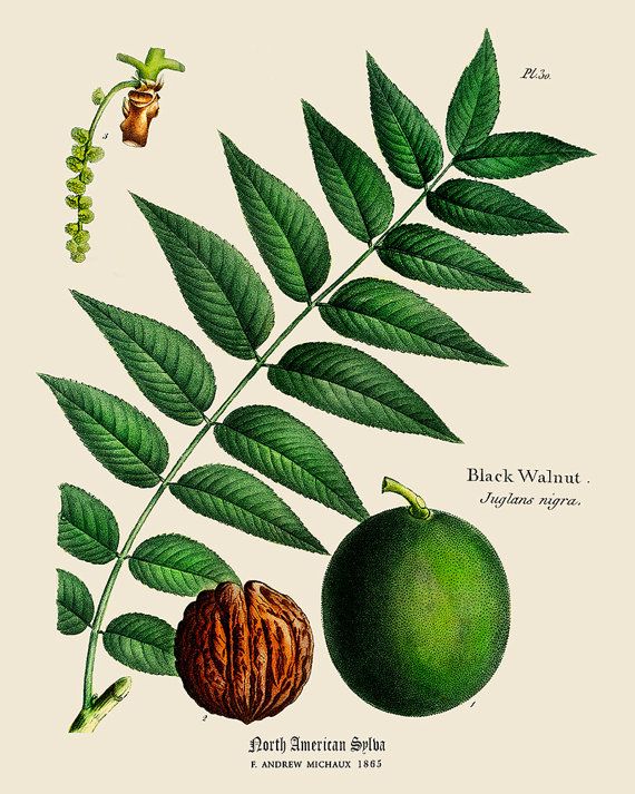 A catalog of Native North American Plants : Carya cordiformis