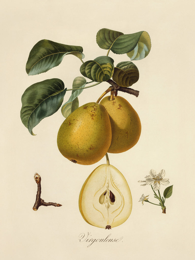 A catalog of Native North American Plants: Pear