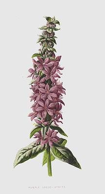 A catalog of Native North American Plants: Lythrum salicaria