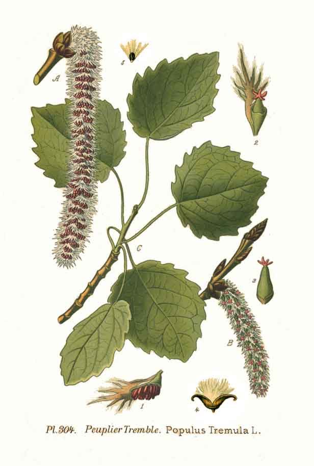A catalog of Native North American Plants: Populus tremuloides