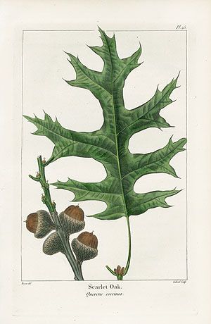 A catalog of Native North American Plants: Quercus rubra,